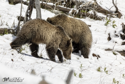 Snow and Cubs YNP May 2025
